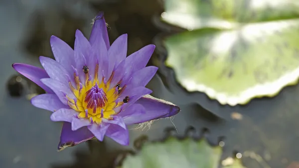 Μωβ lotus (νεκρή φύση) — Φωτογραφία Αρχείου