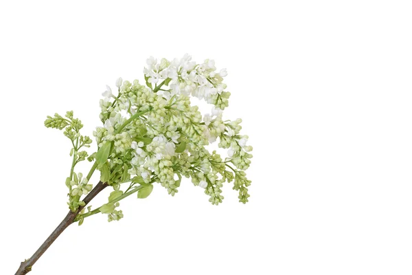 Ładny zielony i biały flora — Zdjęcie stockowe