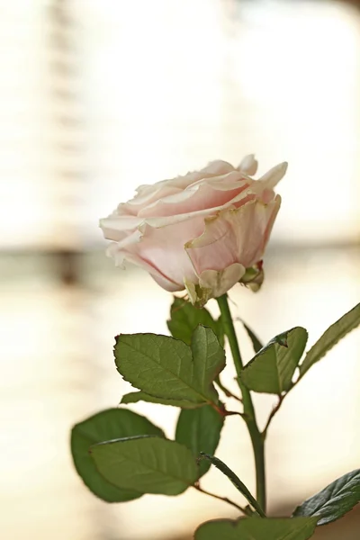 Söt rosa ros — Stockfoto