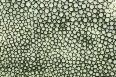 koyu yeşil boğumlu doku