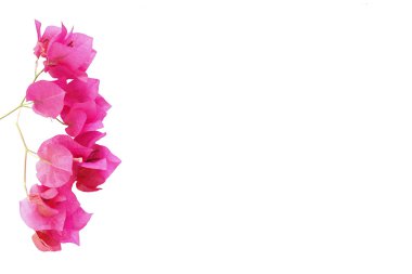 bougainvillea çiçeği beyaz arkaplanda izole edilmiş