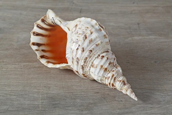 Shell na mesa de madeira — Fotografia de Stock