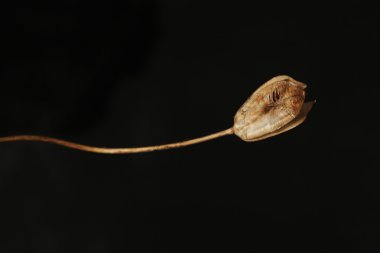 koyu renk arka plan (natürmort içinde Kuru kapok)