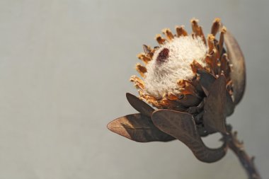 Klasik zemin üzerine kuru kapok