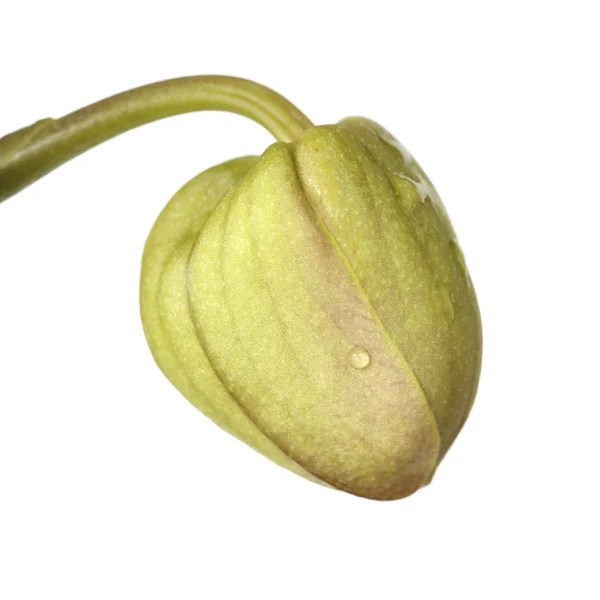 Buds orquídea isolada no fundo branco — Fotografia de Stock