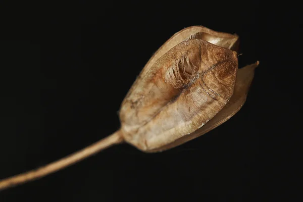 干木棉花在黑暗的背景 （静物) — 图库照片