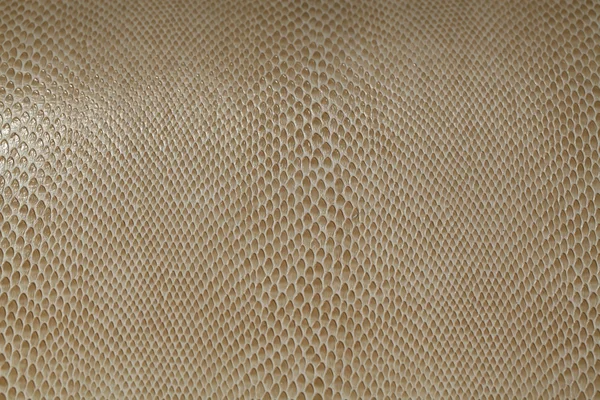 Water lizard skin texture — Stock Photo, Image