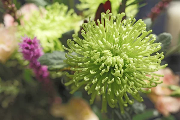 Gröna krysantemum i sorter flora — Stockfoto