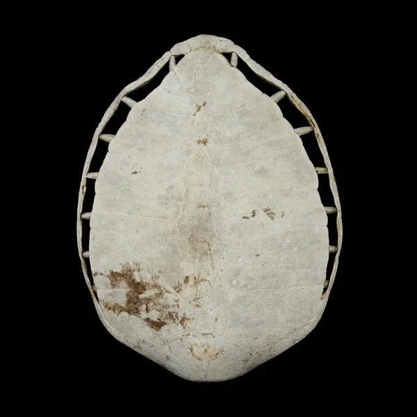 Big shell carapace isolated on black background — Stock Photo, Image