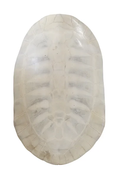 Carapace de tortue isolée sur fond blanc — Photo