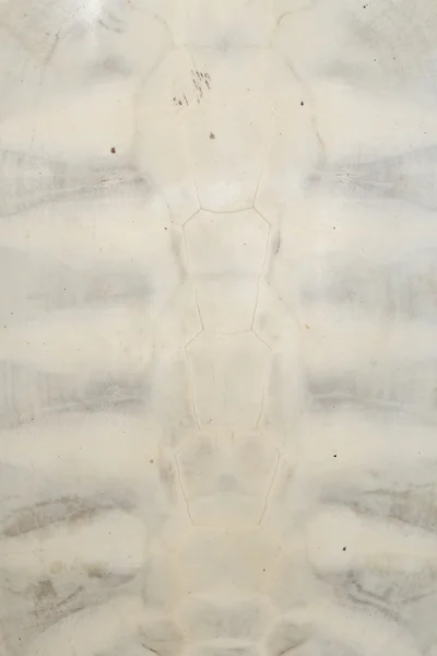 Kaplumbağa kabuğu dokusu — Stok fotoğraf