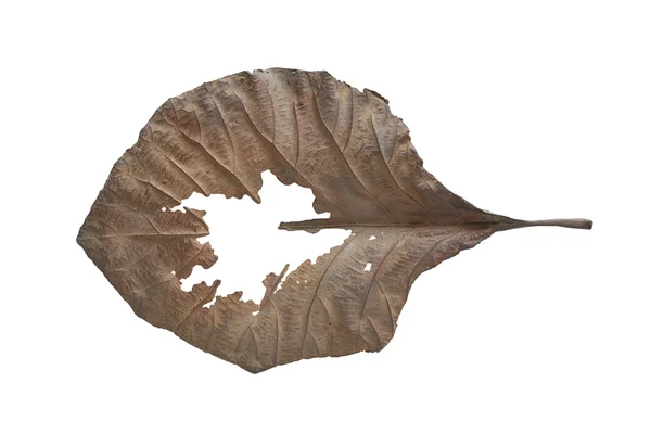 Bronze leaf isolated on white background — Stock Photo, Image