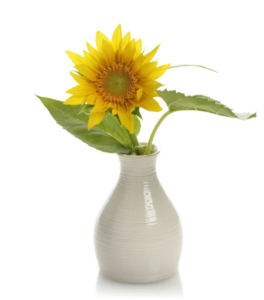 Girassol em um vaso — Fotografia de Stock