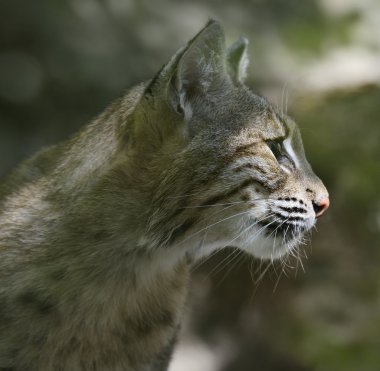 Bobcat portre