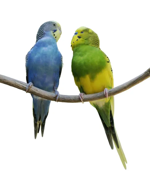 Pappagalli di Budgerigar — Foto Stock