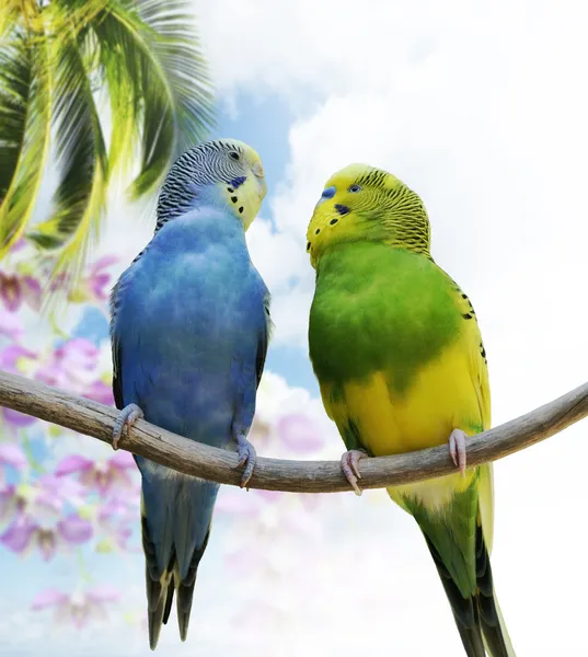 Papużka falista papugi — Zdjęcie stockowe
