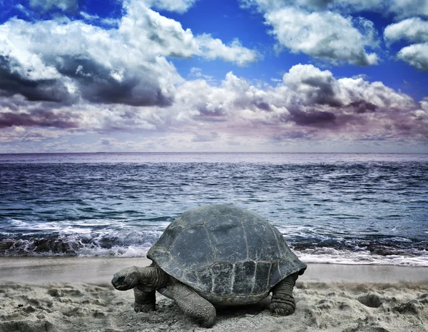 Tortuga grande en la playa del océano — Foto de Stock