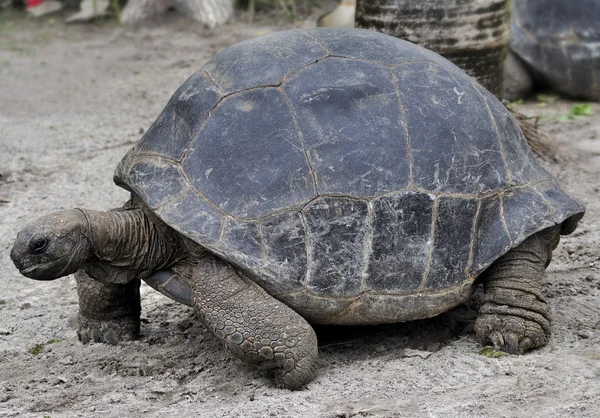 Galapagos Giant Tortoise — Stock Photo, Image