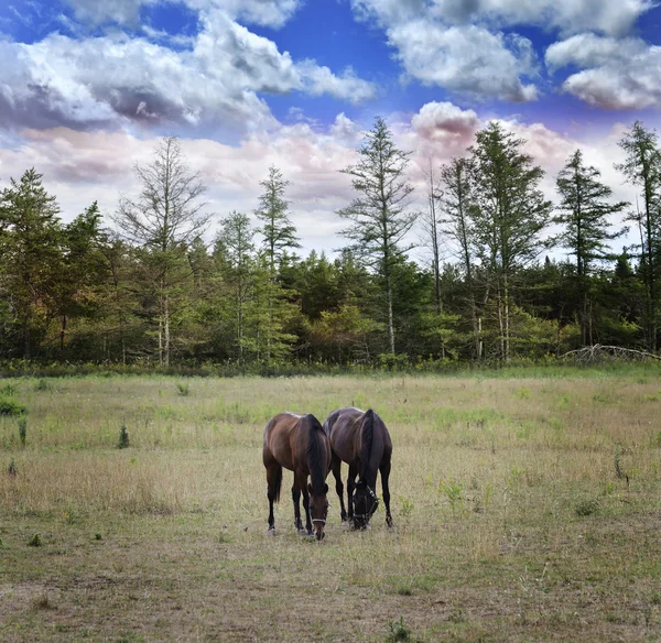 馬と langscape — ストック写真