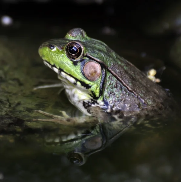 Πράσινο βάτραχο — Φωτογραφία Αρχείου