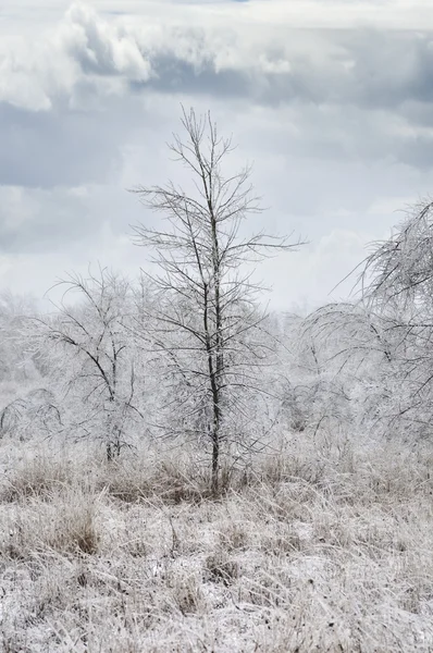 Winter Landscape — Stock Photo, Image