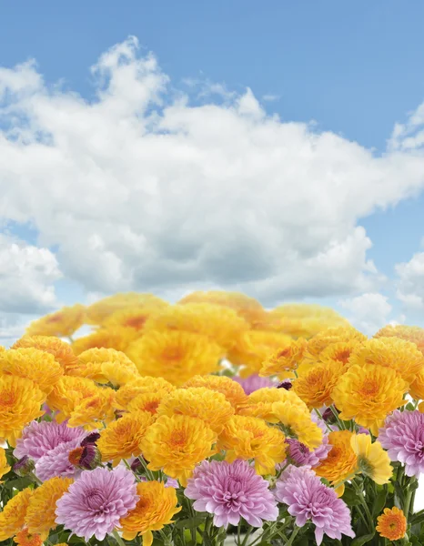 Flores de mães — Fotografia de Stock