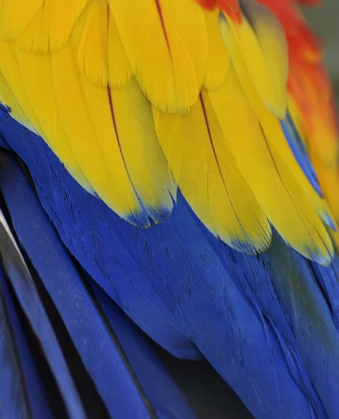 앵무새 깃털 — 스톡 사진