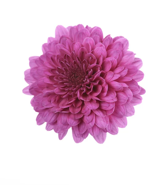 Purple Mum Flower — Stock Photo, Image