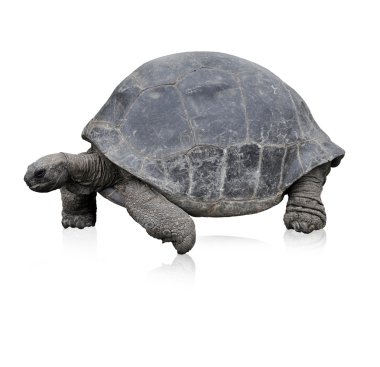 Galapagos dev kaplumbağası.
