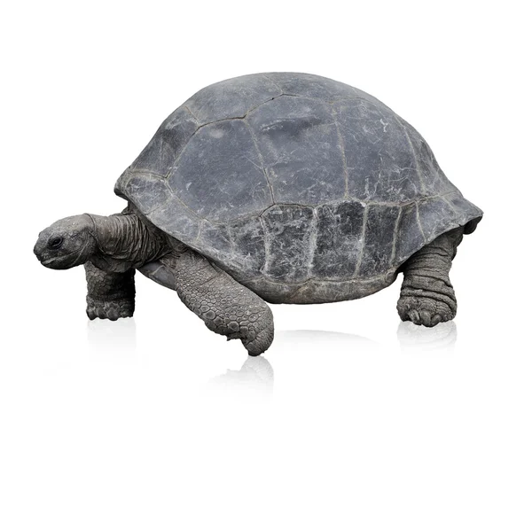 Galapagos Giant Tortoise — Stock Image Galapagos Giant Tortoise Royalty Free Stock Images