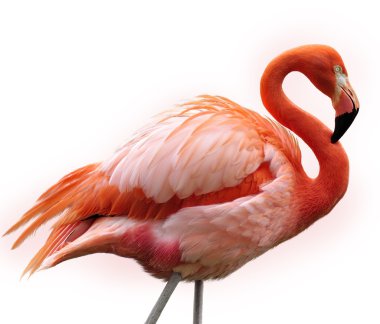 pembe flamingo