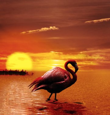 Günbatımı ile flamingo