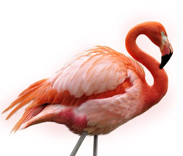 Flamingo rosa — Fotografia de Stock