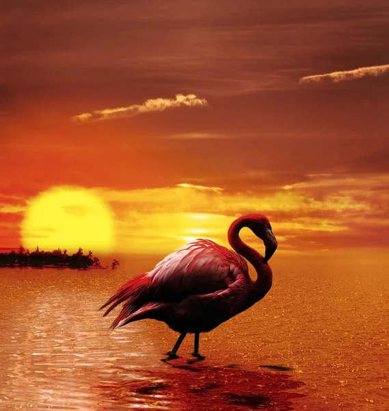 Zonsondergang met flamingo — Stockfoto