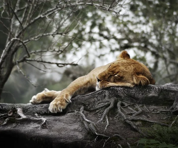 Vrouwelijke Leeuw slapen — Stockfoto