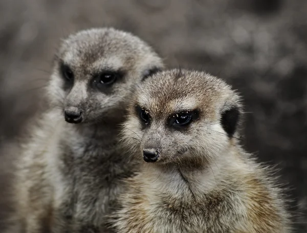 Meerkats — Stock Fotó