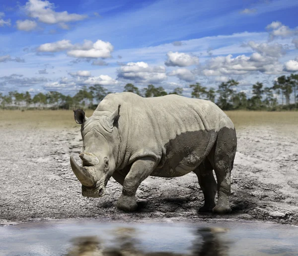 Rhino (nosorožec) — Stock fotografie