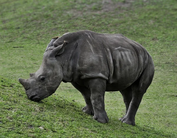 Baby witte neushoorn — Stockfoto