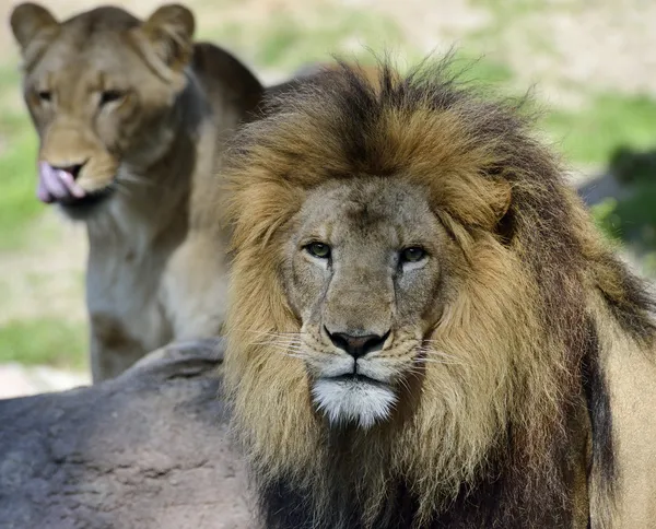 Paar van leeuwen — Stockfoto