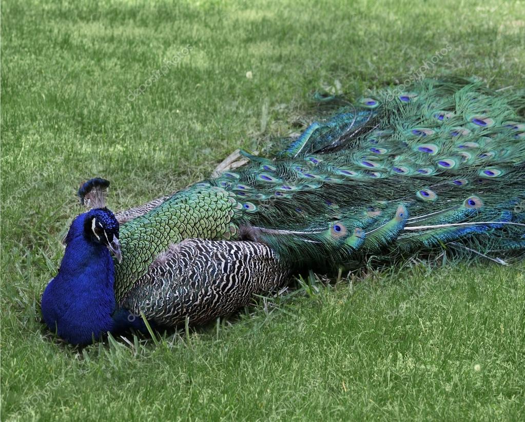 Imágenes de Descansando del pavo real, fotos de Descansando del pavo real  sin royalties | DepositPhotos, image size:1023x823