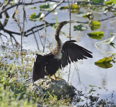 Erkek Amerikan Yılanboyungiller (Yılanboyungiller Yılanboyungiller)