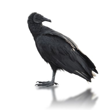 Black vulture (Coragyps atratus) clipart