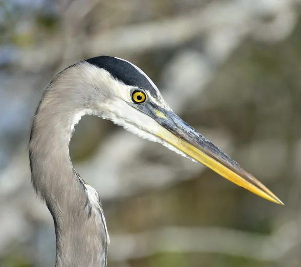 Grote blauwe reiger — Stockfoto