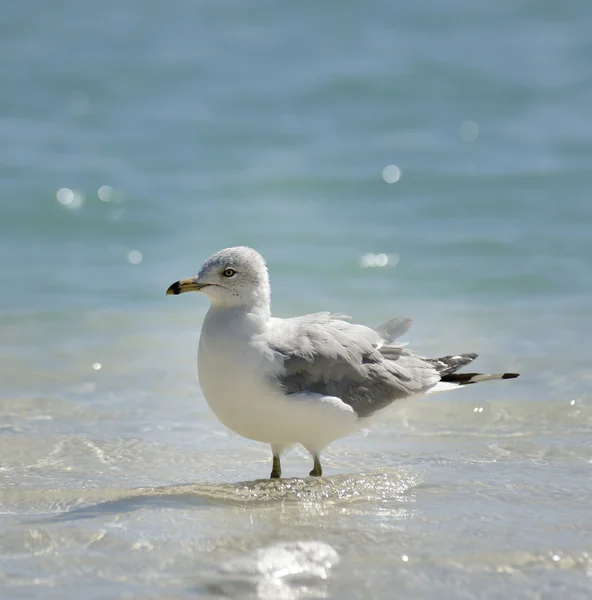 Meeuw — Stockfoto