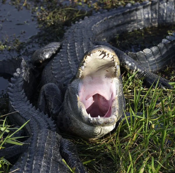 Αλιγάτορα με ανοιχτό το στόμα — Φωτογραφία Αρχείου