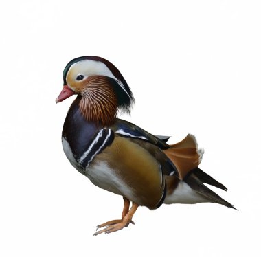 Mandarin ördeği