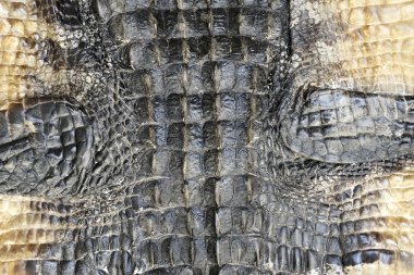 Alligator Skin clipart