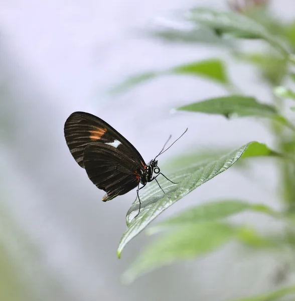 Tropisk sommerfugl - Stock-foto