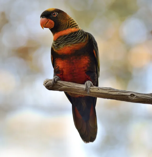 Kolorowe papugi — Zdjęcie stockowe