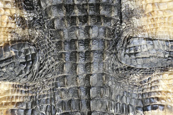 Alligator Skin — Stockfoto